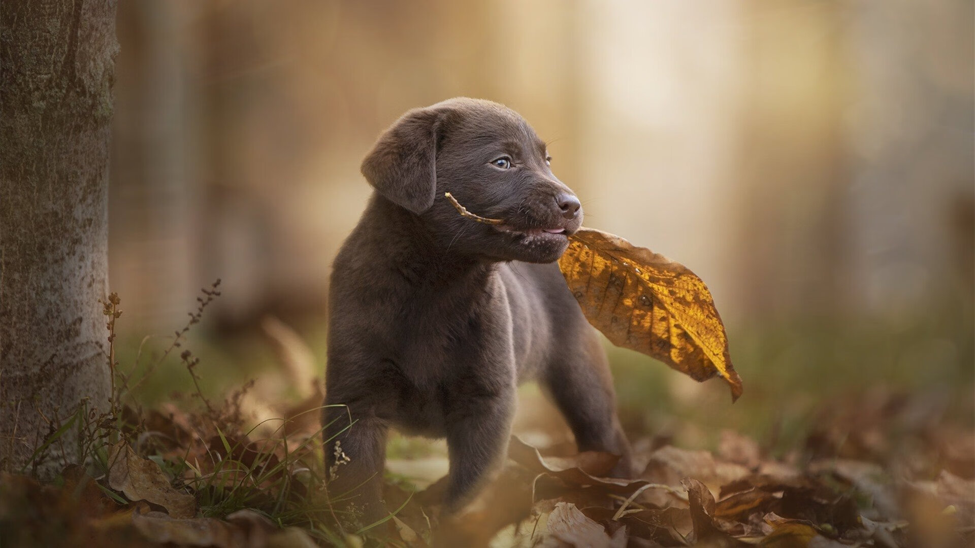 战术创新:新兴战术如何改变比赛格局,新型战术