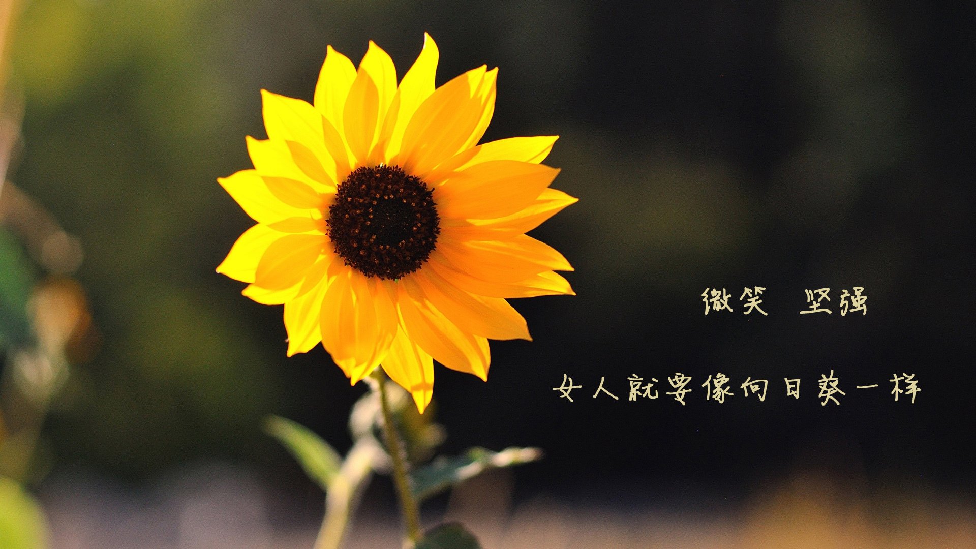 尼斯实现赛季首次零封,防守端迎来新局面,尼斯队球衣