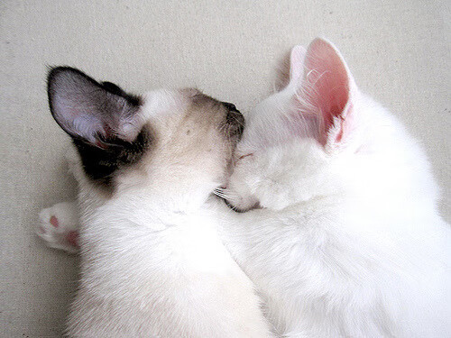 巴西举办篮球知识讲座，巴西篮球全武行